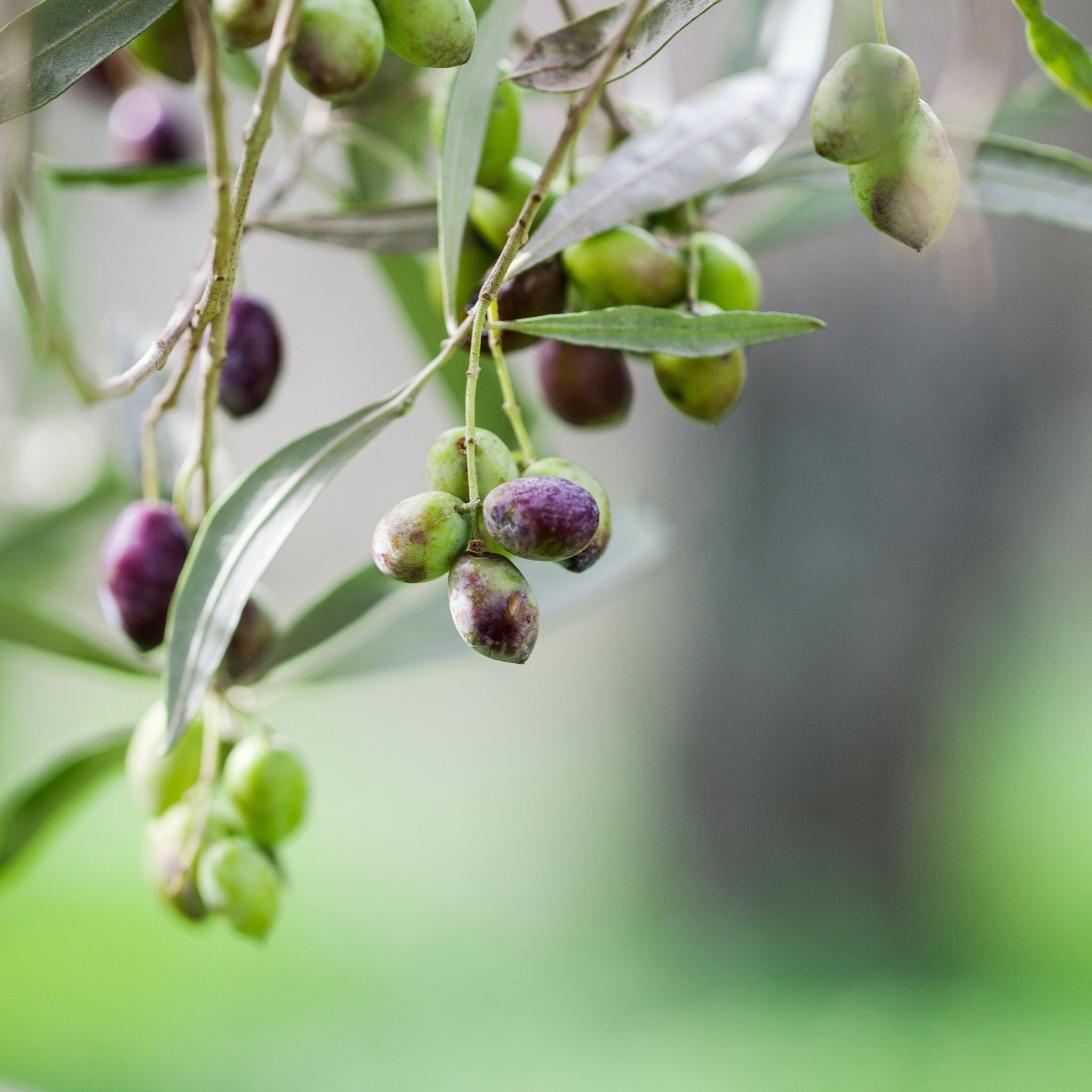 Olive Blossom Pure Greek Olive Body Milk/ Мляко за тяло с маслина