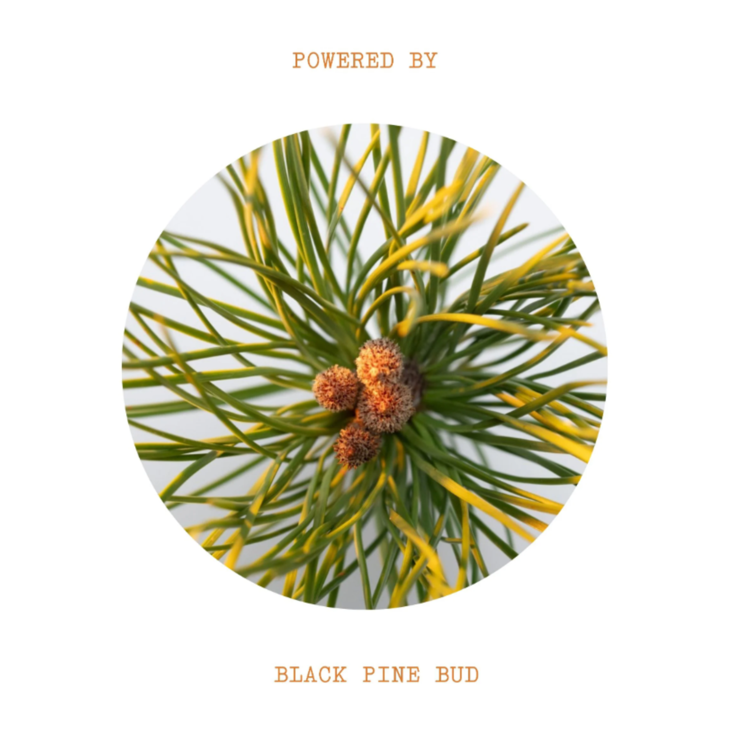 Black Pine Primus Wrinkle Defying Day Cream/ Дневен крем против бръчки